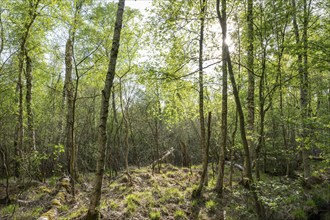 Downy birches (Betula pubescens) in spring, Sonnenstern, Großes Moor, Lower Saxony, Germany, Europe