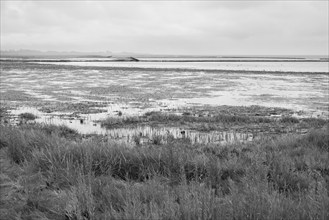 Low tide on the North Sea coast, Lower Saxony Wadden Sea National Park, Norddeich, East Frisia,