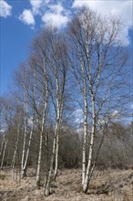 Downy birches (Betula pubescens), blue sky and white clouds, Lower Saxony, Germany, Europe