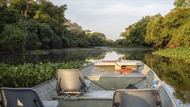 Corixo do Cerrado, Pantanal, Brazil, South America