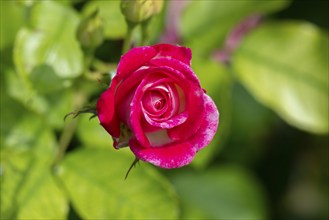 Close-up of a red rose (Rosa) with intensely coloured petals in summer, Ternitz, Lower Austria,