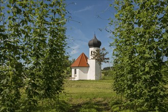 Chapel and hop gardens, hop growing, hop plantation, St George's Chapel, St George's Chapel,