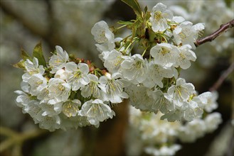 Cherry blossom (Prunus, Franconia, Bavaria, Germany, Europe