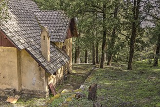 A house with tiled roof and chimney in the peaceful green forest, Big old trees, wild nature,