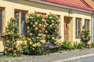 Yellow roses at a yellow house in a small street in the idyllic downtown of Ystad, Scania, Sweden,