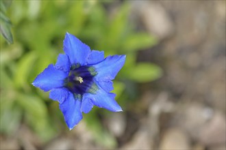 Blue Stemless gentian (Gentiana acaulis), Bavaria, Germany, Europe