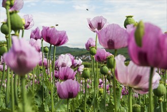 Opium poppy (Papaver somniferum), opium poppy field, Erlenbach, near Heilbronn, Baden-Württemberg,