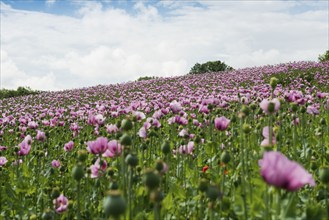 Opium poppy (Papaver somniferum), opium poppy field, Erlenbach, near Heilbronn, Baden-Württemberg,