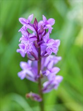 Broad-leaved fingerroot (Dactylorhiza majalis agg.), Bischofswiesen, Berchtesgadener Land, Upper