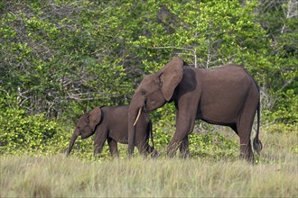 African forest elephants (Loxodonta cyclotis) in a clearing in Loango National Park, Parc National