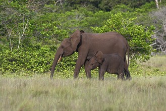 African forest elephants (Loxodonta cyclotis) in a clearing in Loango National Park, Parc National