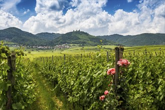 Village in the vineyards and castle ruins, Les Trois Châteaux d'Eguisheim, Husseren-les-Châteaux,