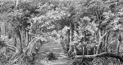 Canal in the mangrove swamp on Ponape, Caroline Islands, today Micronesia, in 1880, Historical,