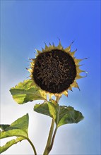 Romania, near Giurgiu in the south of the country, sunflowers ripe for the harvest, Europe