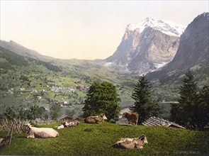 Grindelwald, Cows in the pasture, Bernese Oberland, Switzerland, Historic, digitally restored