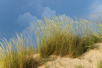 Dunes with high grasses and cloudy sky, beach at Nea Kallikratia, Chalkidiki, Halkidiki, Central