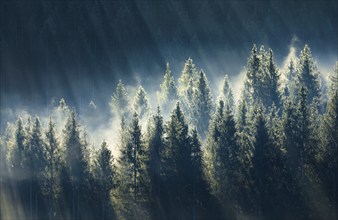 Fog and forest in Oberägeri in the canton of Zug, Switzerland, Europe