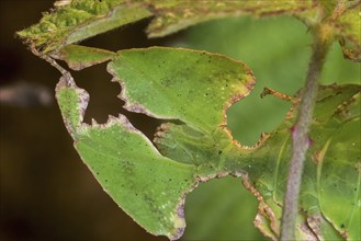 Close-up of Pulchriphyllium species, leaf insect, walking leaf native to the tropical forests of