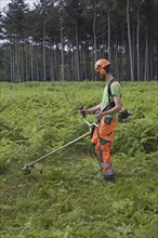 Forester wearing earmuffs removing bracken with string trimmer in forest