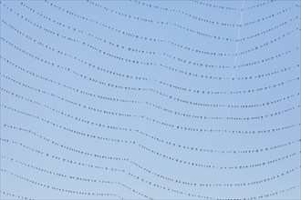 Dewdrops on a spider's web, Switzerland, Europe