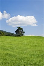 Old pine tree in Oberägeri, Canton Zug, Switzerland, Europe