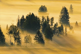 Fog and trees at the Rothenthurm high moor, Canton Schwyz, Switzerland, Europe