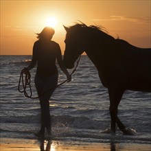 Horsewoman / female horse rider leaving the water with horse on the beach at sunset along the North