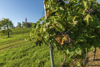 Pinot Noir grapes, viticulture, Birnau pilgrimage church, Uhldingen-Mühlhofen, Lake Constance,