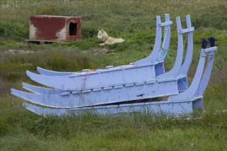 Dog sleds and sled dog with kennel in summer at Ilulissat, Disko-Bay, West-Greenland, Greenland,