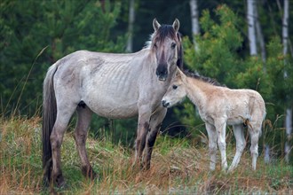 Konik, little horse, small horse, pony breed from Central and Eastern Europe, mare with foal,