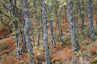 Autumn woodland Sierra de Tormantos mountains, near Cuacos de Yuste, La Vera, Extremadura, Spain,