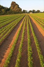 Green lines of carrot crop growing in sandy soil, Shottisham, Suffolk, England, UK