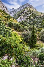 Pomegranate, Montenegro, Montenegro, Europe