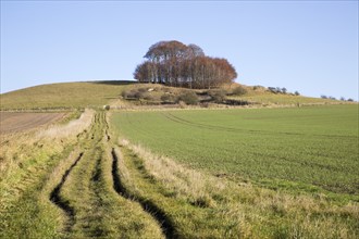 Chalk landscape in winter, Woodborough Hill, Vale of Pewsey, Wiltshire, England, UK