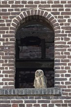 Eurasian eagle-owl (Bubo bubo), fledgling, in an old window of the Malakow tower, industrial