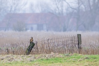 Short-eared owl (Asio flammeus) perched on fence post in field in front of farm on a misty evening