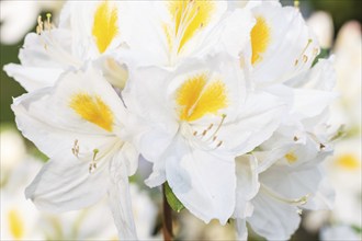 Rhododendron (azalea) flowers of various colors in the spring garden. Closeup. Blurred background