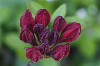 Rhododendron (azalea) buds of purple color in the spring garden. Closeup. Blurred background