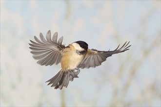 Willow Tit (Parus montanus), in flight, high speed aerial photograph, winter, animals, birds,