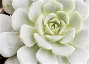 Beautiful succulent plant in greenhouse. Closeup, floral patterns, selective focus