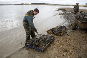 Men collecting mussels from the River Deben near Ramsholt, Suffolk, England, United Kingdom, Europe