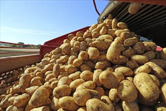 Agriculture potato harvesting with harvester (Mutterstadt, Rhineland-Palatinate)