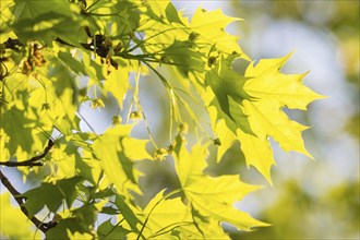 Young green leaves of maple in spring