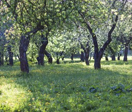 Blooming apple trees in spring park