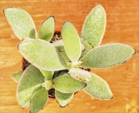 Beautiful little plant, succulent in a small flower pot. on the wooden background