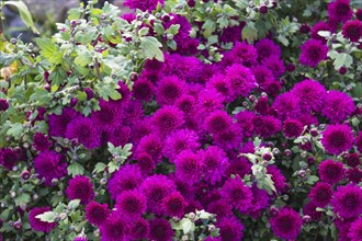 Purple chrysanthemums in the garden