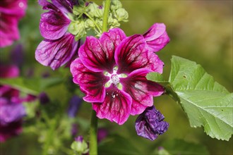 Common mallow (Malva sylvestris), North Rhine-Westphalia, Germany, Europe