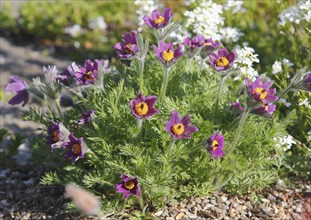 Common pasque flower (Pulsatilla vulgaris), North Rhine-Westphalia-Germany