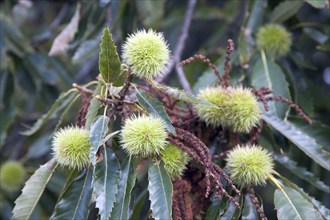 Castanea sativa sweet chestnut leaves and nuts