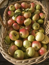 Close up looking down on wicker basket filled with freshly picked apples